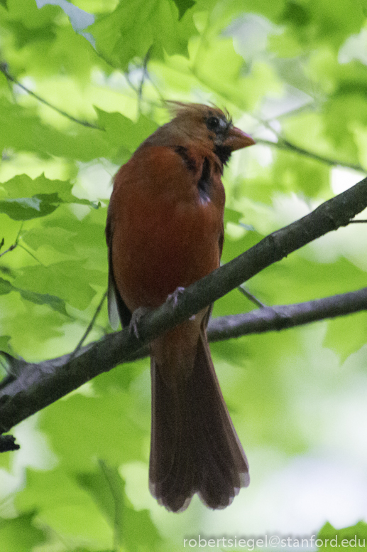 cardinal 